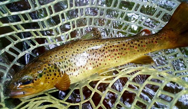 received_1080928258703812